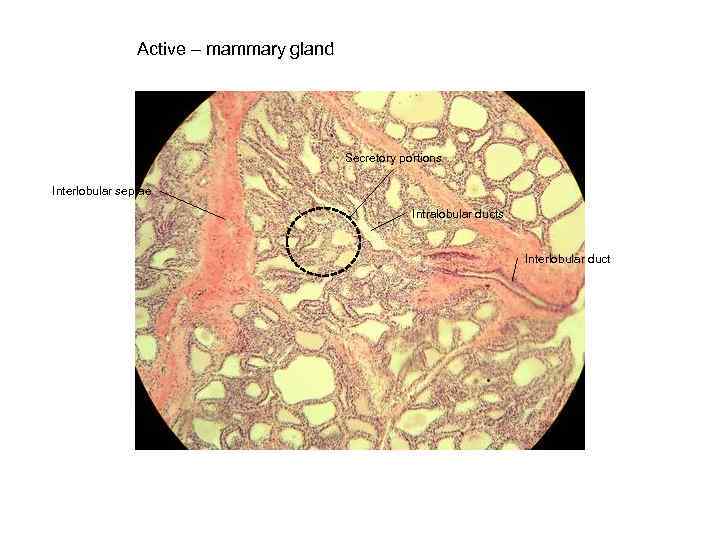 Active – mammary gland Secretory portions Interlobular septae Intralobular ducts Interlobular duct 