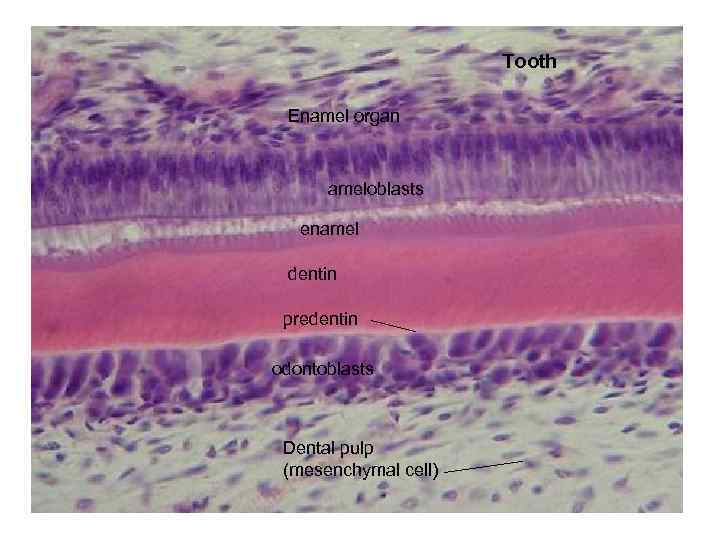 Tooth Enamel organ ameloblasts enamel dentin predentin odontoblasts Dental pulp (mesenchymal cell) 