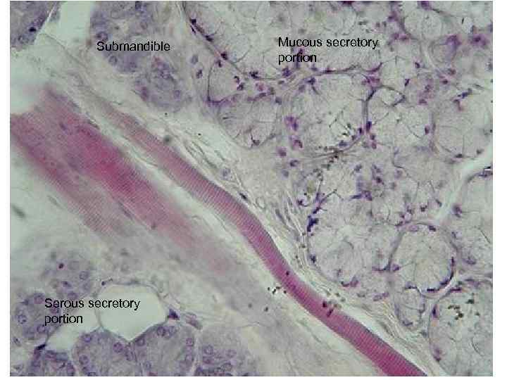 Submandible Serous secretory portion Mucous secretory portion 