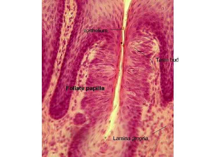 epithelium Taste bud Foliate papilla Lamina propria 