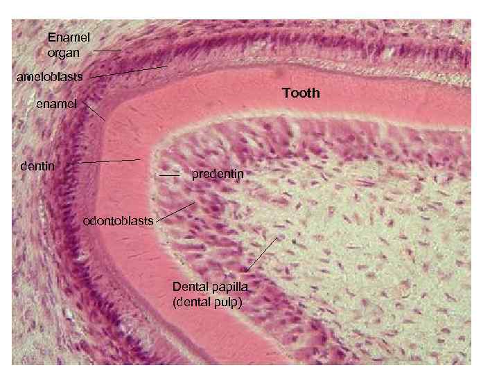 Enamel organ ameloblasts Tooth enamel dentin predentin odontoblasts Dental papilla (dental pulp) 