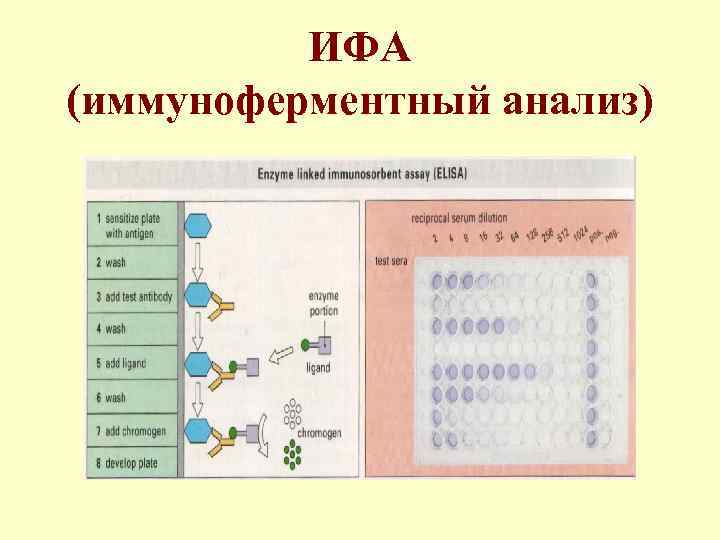 ИФА (иммуноферментный анализ) 