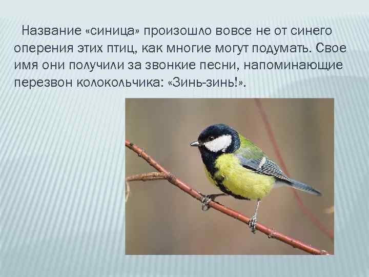 Название «синица» произошло вовсе не от синего оперения этих птиц, как многие могут подумать.