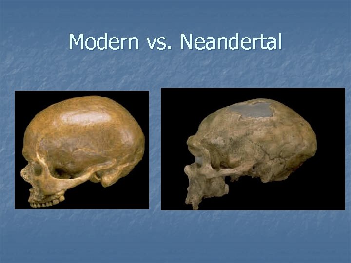 Modern vs. Neandertal 