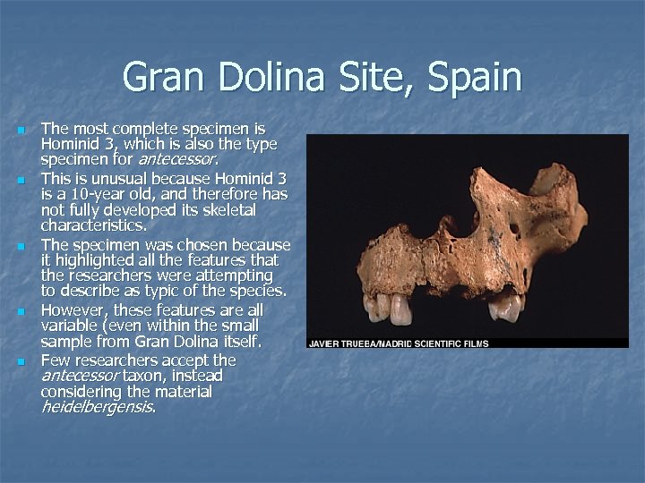 Gran Dolina Site, Spain n n The most complete specimen is Hominid 3, which