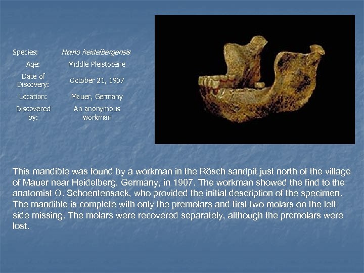 Species: Homo heidelbergensis Age: Middle Pleistocene Date of Discovery: October 21, 1907 Location: Mauer,