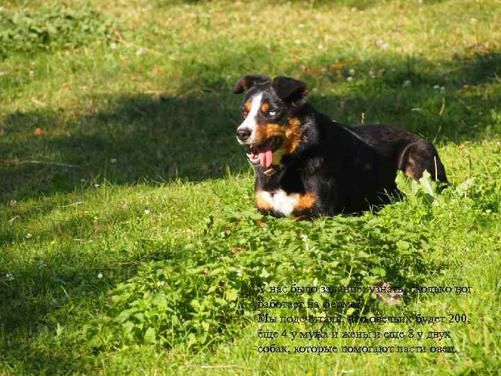 У нас было задание: узнать, сколько ног работает на ферме? Мы подсчитали, что овечьих