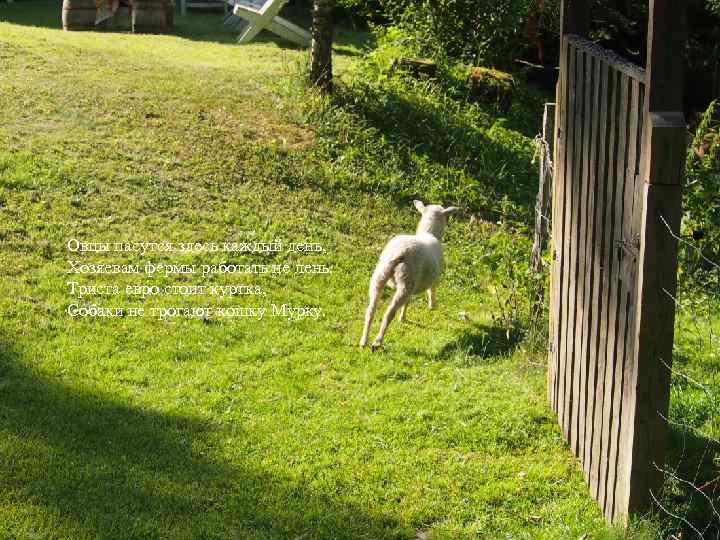 Овцы пасутся здесь каждый день, Хозяевам фермы работать не лень. Триста евро стоит куртка,