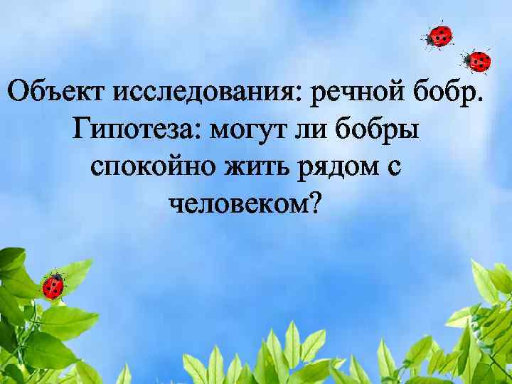 Объект исследования: речной бобр. Гипотеза: могут ли бобры спокойно жить рядом с человеком? 