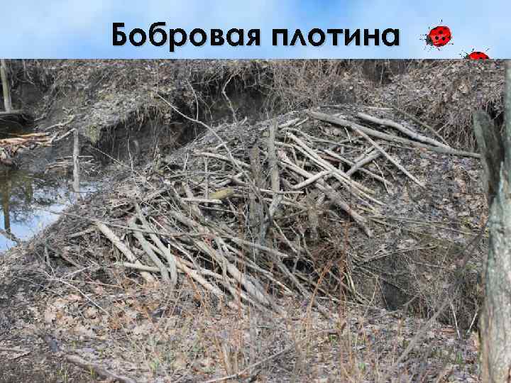 Бобровая плотина 