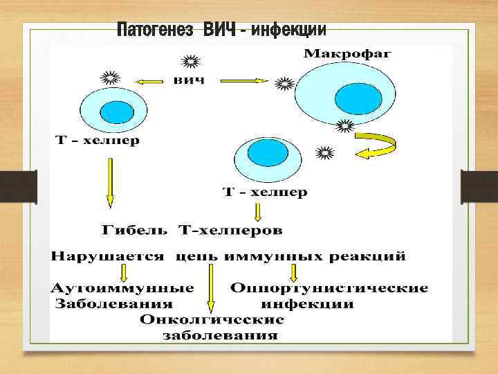 Патогенез ВИЧ - инфекции 