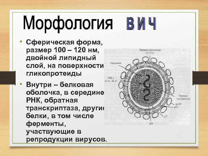 Схема строения вич