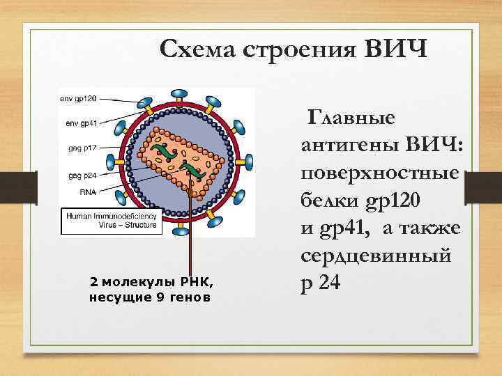 Вич 1 вич 2 р24. ВИЧ инфекция структура вириона. ВИЧ антигены микробиология. Антигенная структура вируса иммунодефицита человека. Антигенная структура ВИЧ.