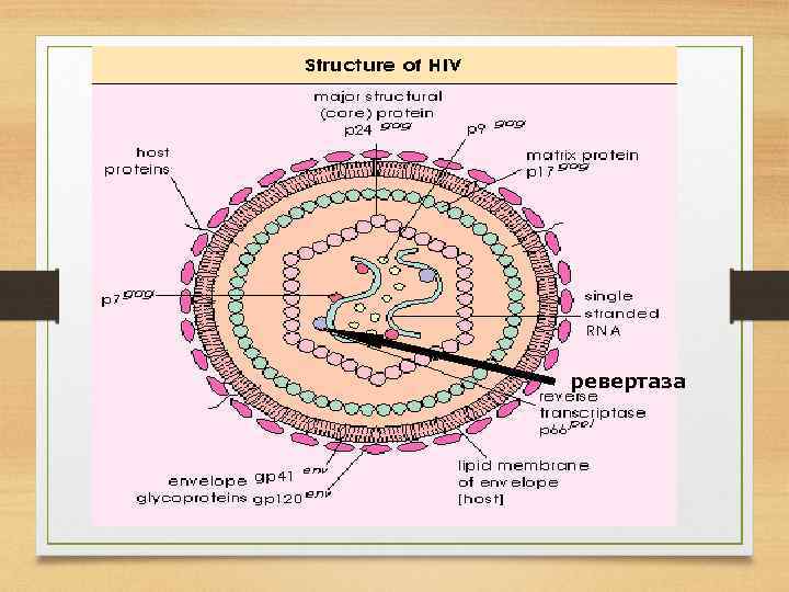 ревертаза 