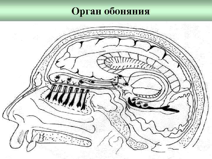 Орган обоняния 