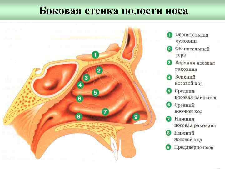 Какие раковины имеются на боковой стенке полости носа