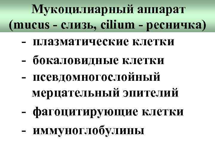 Мукоцилиарный аппарат (mucus - слизь, cilium - ресничка) - плазматические клетки - бокаловидные клетки