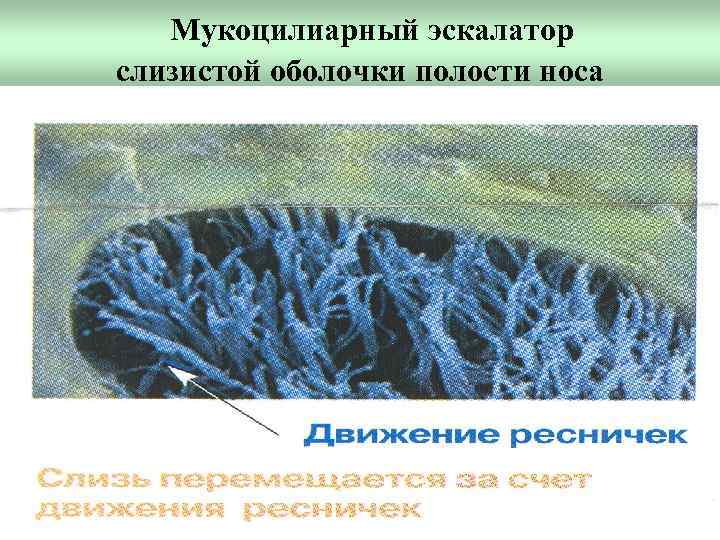 Мукоцилиарный эскалатор слизистой оболочки полости носа 
