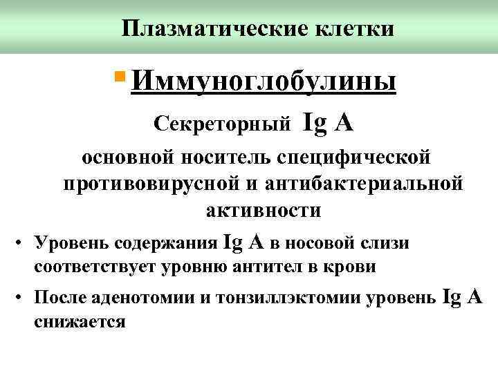Плазматические клетки § Иммуноглобулины Секреторный Ig A основной носитель специфической противовирусной и антибактериальной активности