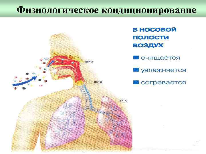 Физиологическое кондиционирование 