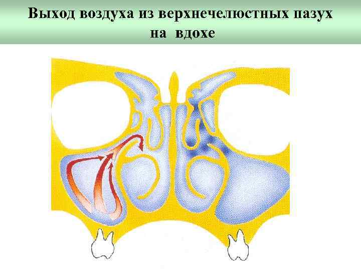 Выход воздуха из верхнечелюстных пазух на вдохе 