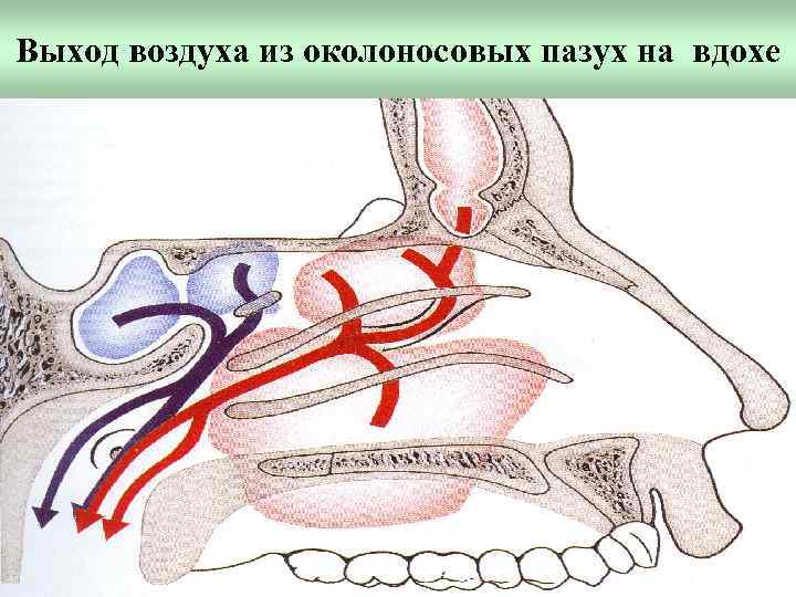 Выход воздуха из околоносовых пазух на вдохе 