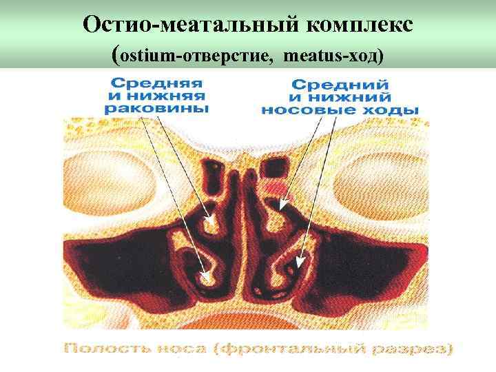 Остио-меатальный комплекс (ostium-отверстие, meatus-ход) 
