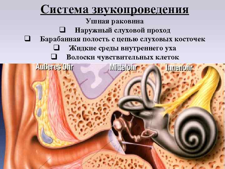 Система звукопроведения q Ушная раковина q Наружный слуховой проход Барабанная полость с цепью слуховых