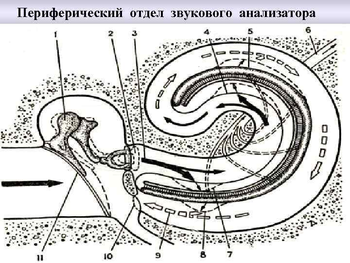 Периферический отдел слухового анализатора. Периферический Рецептор звукового анализатора. Схема звукового анализатора. Периферический отдел звукового. Звуковой анализатор отделы.