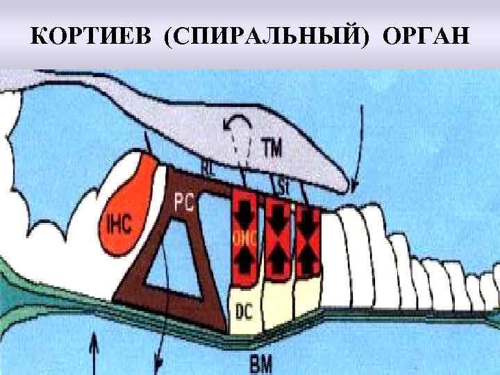 Спиральный орган в улитке рисунок