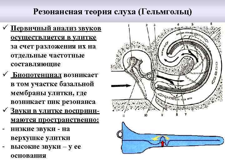 Нейман анатомия слуха