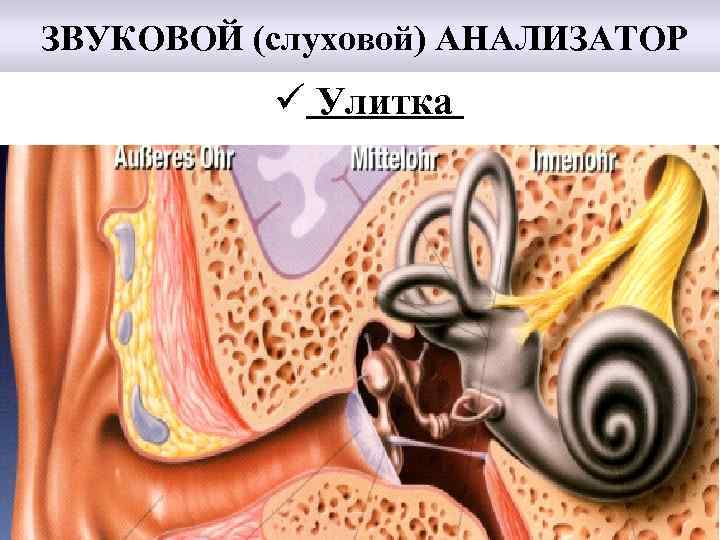 Какой цифрой на рисунке обозначена часть слухового анализатора превращающая звуковые колебания в