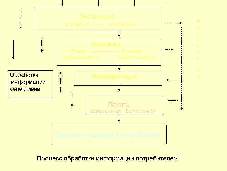  Экспозиция случайная намеренная Внимание Низкая Высокая вовлеченность Обработка информации селективна Интерпретация В о