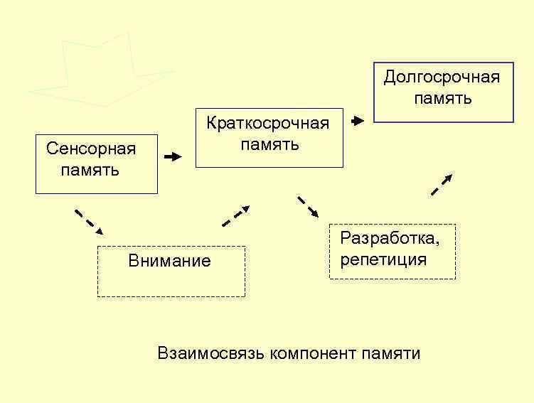  сигнал Сенсорная память Долгосрочная память Краткосрочная память Внимание Разработка, репетиция Взаимосвязь компонент памяти