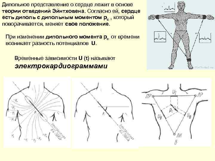 Дипольное представление о сердце лежит в основе теории отведений Эйнтховена. Согласно ей, сердце есть