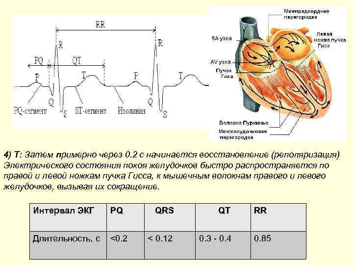 4) T: Затем примерно через 0. 2 с начинается восстановление (реполяризация) Электрического состояния покоя