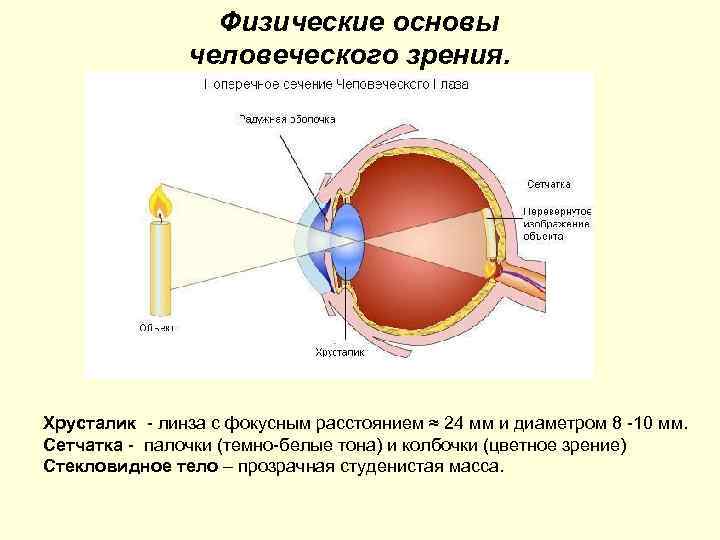 Физические основы человеческого зрения. Хрусталик - линза с фокусным расстоянием ≈ 24 мм и