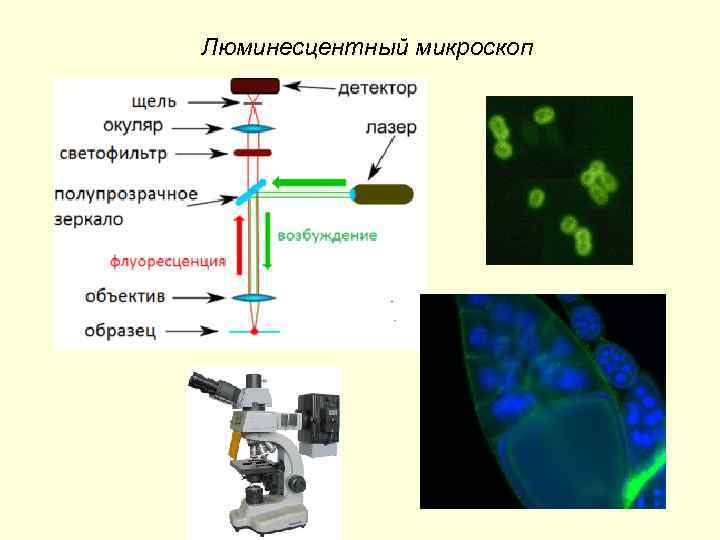 Микроскопия микробиология презентация