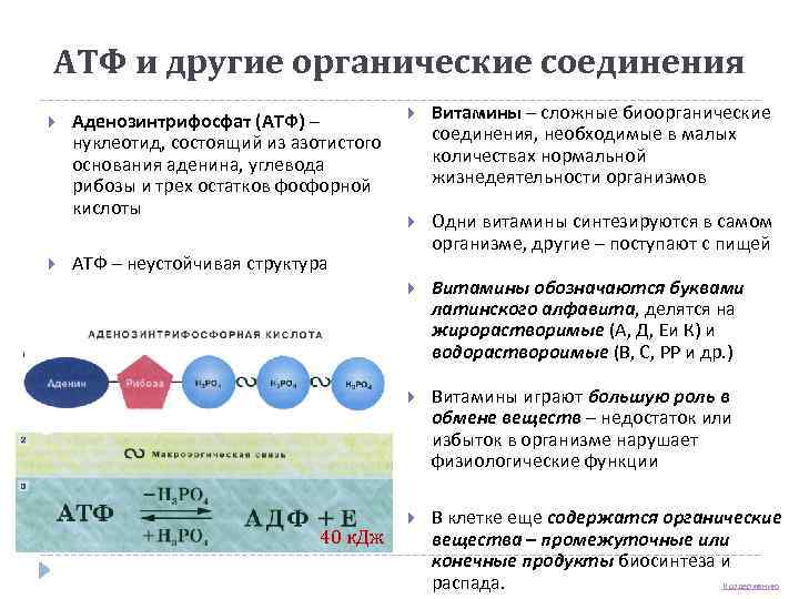 АТФ и другие органические соединения Витамины – сложные биоорганические соединения, необходимые в малых количествах