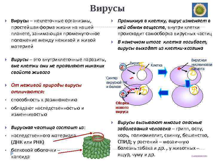Вирусы – неклеточные организмы, простейшая форма жизни на нашей планете, занимающая промежуточное положение между