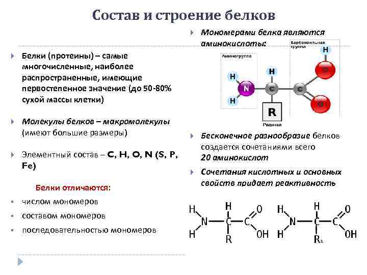 Состав и строение белков Молекулы белков – макромолекулы (имеют большие размеры) Бесконечное разнообразие белков
