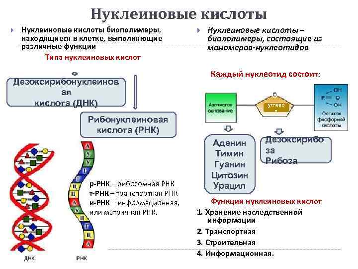 Нуклеиновые кислоты биополимеры, находящиеся в клетке, выполняющие различные функции Типа нуклеиновых кислот Дезоксирибонуклеинов ая