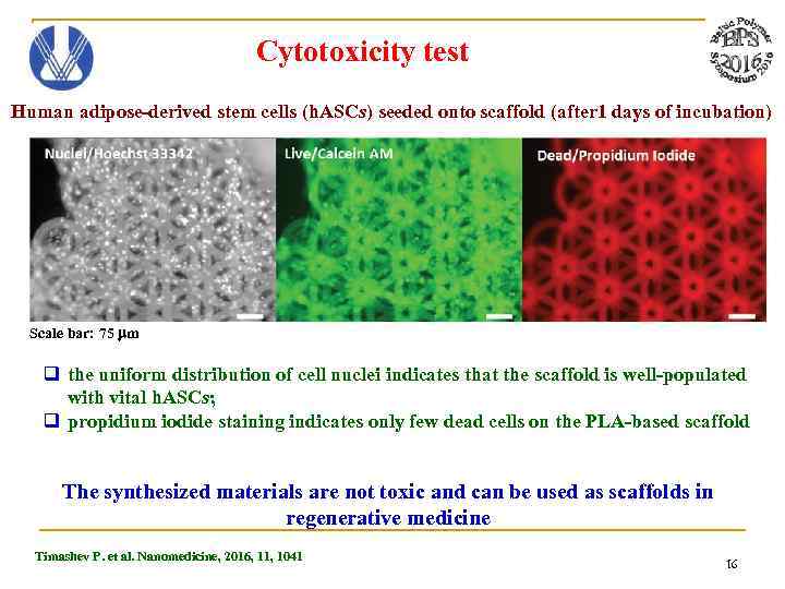 Cytotoxicity test Human adipose-derived stem cells (h. ASCs) seeded onto scaffold (after 1 days