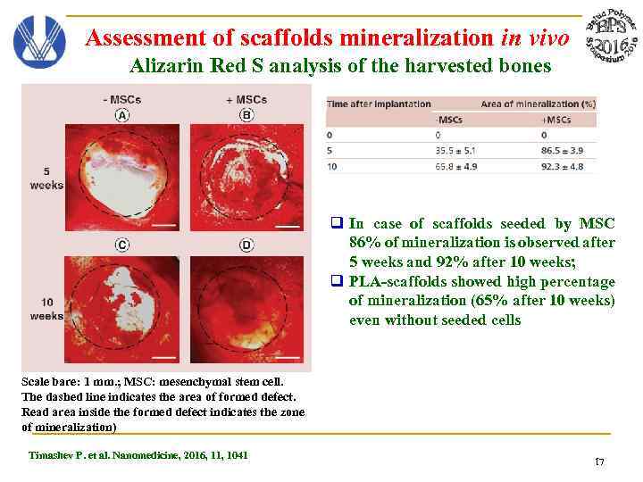 Assessment of scaffolds mineralization in vivo Alizarin Red S analysis of the harvested bones