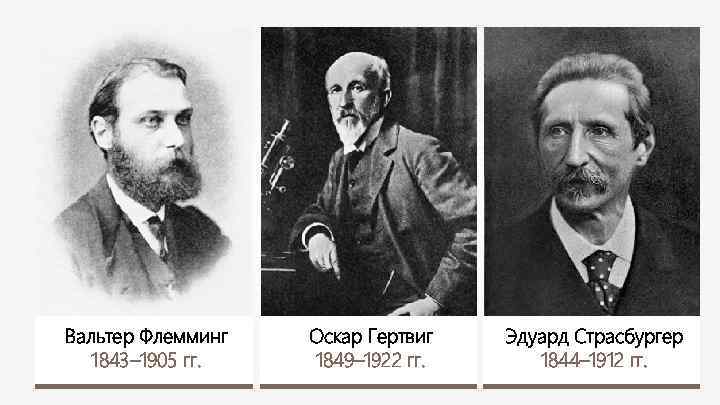 Вальтер Флемминг 1843– 1905 гг. Оскар Гертвиг 1849– 1922 гг. Эдуард Страсбургер 1844– 1912