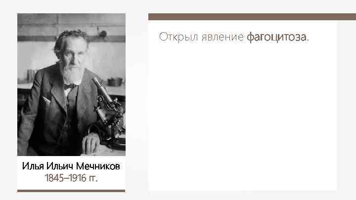 Открыл явление фагоцитоза. Илья Ильич Мечников 1845– 1916 гг. 