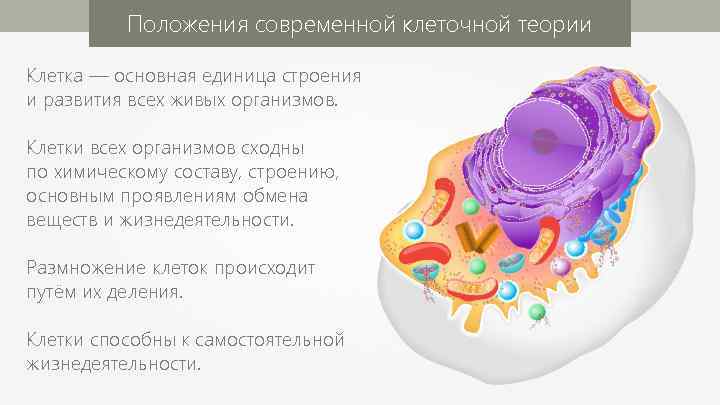 Положения современной клеточной теории Клетка — основная единица строения и развития всех живых организмов.