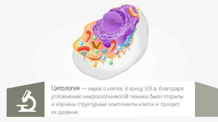 Цитология — наука о клетке. К концу XIX в. благодаря усложнению микроскопической техники были