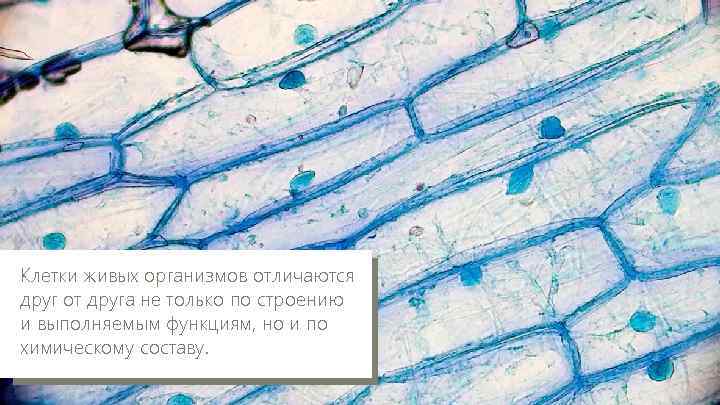 Клетки живых организмов отличаются друг от друга не только по строению и выполняемым функциям,