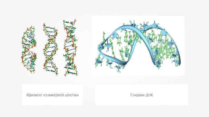 Фрагмент полимерной цепочки Спирали ДНК 